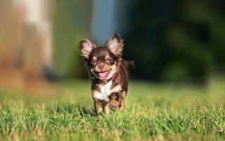 Chihuahuas için Vitaminler: doğal beslenmeyle, yün için