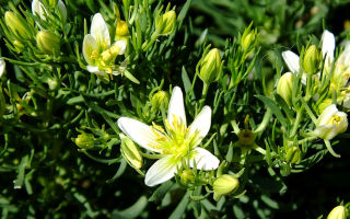 Cementiri d'herba (harmala): propietats medicinals, on creix, descripció, contraindicacions, ús en medicina popular, foto