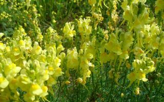 Toadflax comú: foto, descripció, propietats medicinals i aplicació