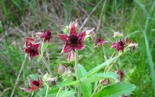 Marsh cinquefoil: hasznos tulajdonságok, hogyan kell tinktúrát venni, vélemények