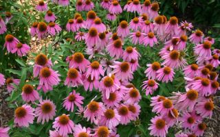 Echinacea: gyógyászati ​​tulajdonságok, használati utasítás, ellenjavallatok