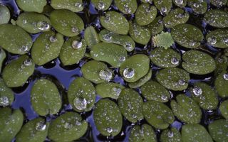 Duckweed, purvs un upe: ārstnieciskās īpašības, kontrindikācijas, apraksts, garšaugu izmantošana, fotogrāfijas