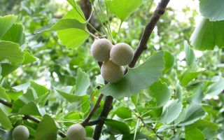 Ginkgo biloba: hasznos tulajdonságok, felhasználási indikációk, vélemények