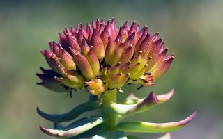 Rhodiola rosea: propietats medicinals per a dones i homes