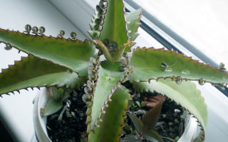 Kalanchoe: noderīgas un ārstnieciskas īpašības, kontrindikācijas