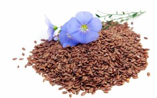 Flaxseed: mga benepisyo at pinsala, kung paano gamitin