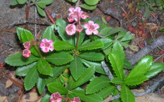 Herba d’herba d’hivern: propietats medicinals per a dones i homes, descripció, contraindicacions, foto