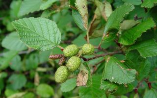 Ang mga nakapagpapagaling na katangian ng alder at contraindications