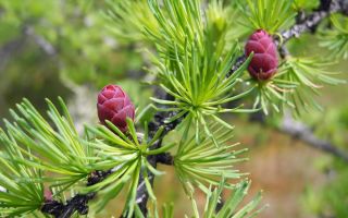 Ang mga nakapagpapagaling na katangian ng bark, cones, karayom, larch dagta at contraindications