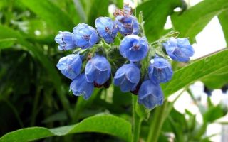 Consoleta: foto d'una planta, propietats útils, composició química