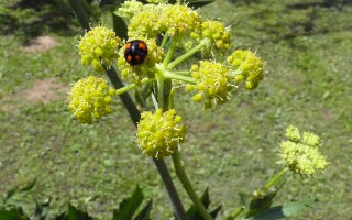 Lovage: noderīgas īpašības, kontrindikācijas sievietēm un vīriešiem