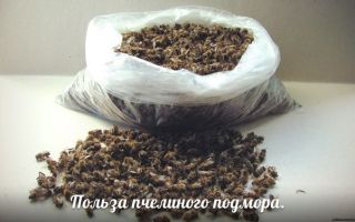 Bee podmore: ползи и вреди, как да приемате