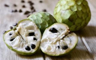 Cherimoya: augļu foto, garša, kaloriju saturs, atsauksmes