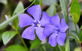 Kis periwinkle: előnyök és károk, a gyógynövények használata a hagyományos orvoslásban, vélemények