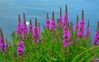 Plakun herb (pa de salze): propietats medicinals i màgiques, contraindicacions, aplicació, foto