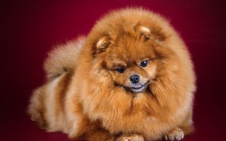 Mga bitamina para sa mga Pomeranian dogs: alin ang mas mahusay, mga pagsusuri