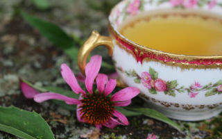 Az echinacea tea előnyei és ártalmai