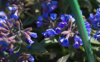 Lungwort na nakapagpapagaling: larawan, mga katangian ng gamot, aplikasyon