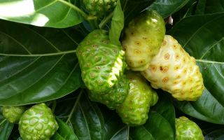 Morinda (noni): ekstrakta, eļļas, augļu sakņu priekšrocības, pielietojums