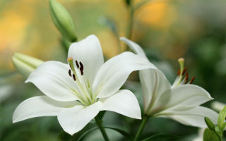 Ang mga nakapagpapagaling na katangian, paggamot na may puting (purong puti) lily at contraindications