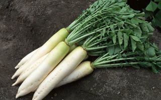 Daikon: derīgās īpašības un kontrindikācijas