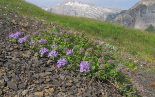 Herba Ziziphora: propietats medicinals i contraindicacions, beneficis per a les dones, foto