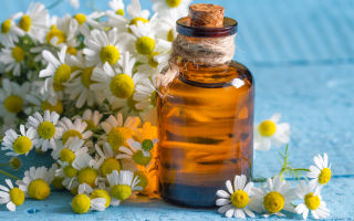 Mga pag-aari at gamit ng cosmetic essential chamomile oil