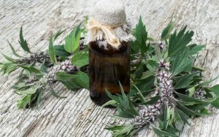 Motherwort: propietats medicinals i contraindicacions, com prendre