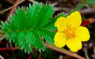 Gęś Cinquefoil: właściwości lecznicze, przepisy, zdjęcia