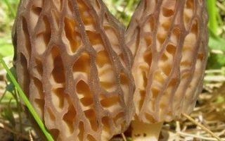 Morels: noderīgas īpašības, kā viņi izskatās, kur aug un kad izvēlēties