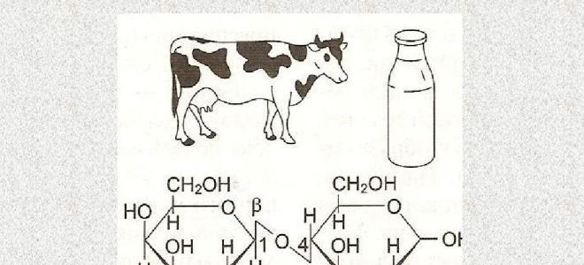 Laktoze: kur tā atrodas, dod labumu un kaitējumu