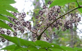 Aralia Manchu: ārstnieciskās īpašības un kontrindikācijas