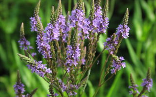 Herba de revetlla: propietats útils i contraindicacions, de les quals ajuda, ús en medicina popular, foto