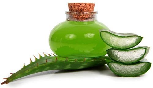 Агаве: ползи и вреди, лечебни свойства, снимки и описание на растението